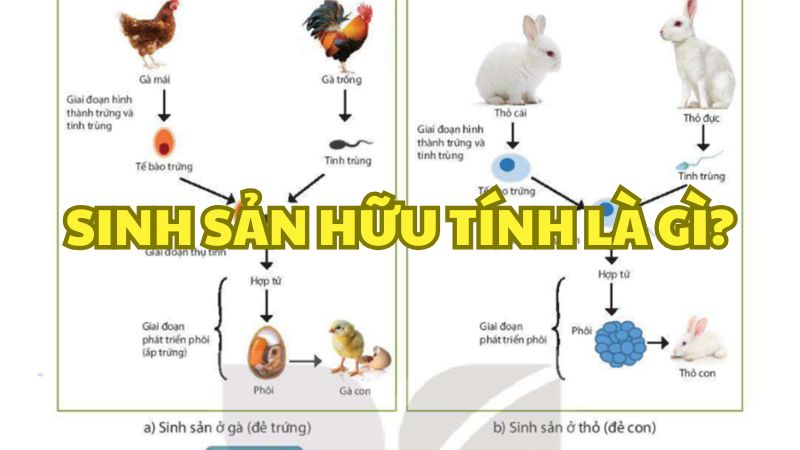 Sinh sản hữu tính là gì?