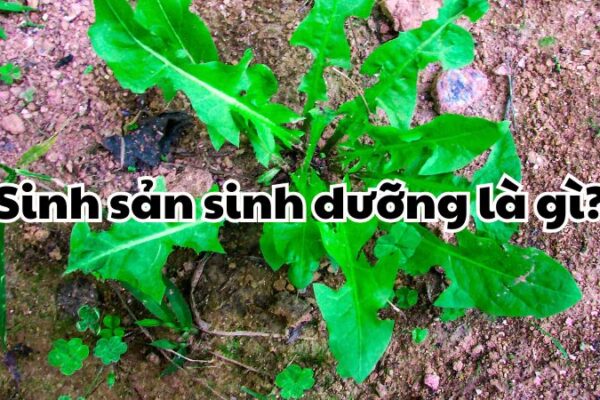 Sinh sản sinh dưỡng là