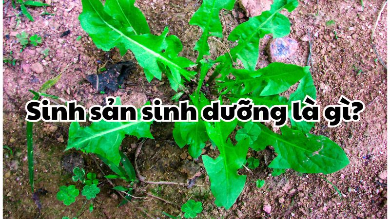 Sinh sản sinh dưỡng là