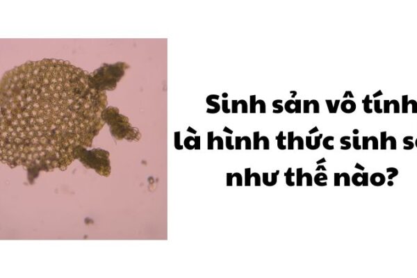 Sinh sản vô tính là hình thức sinh sản