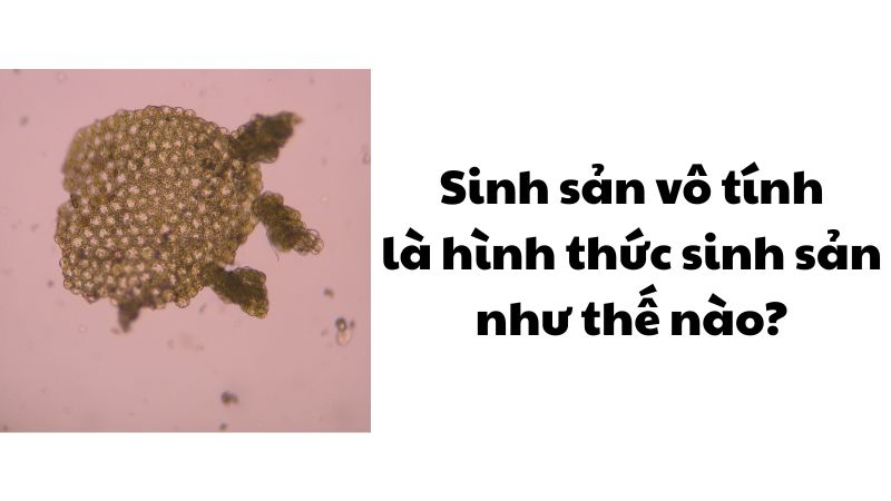 Sinh sản vô tính là hình thức sinh sản