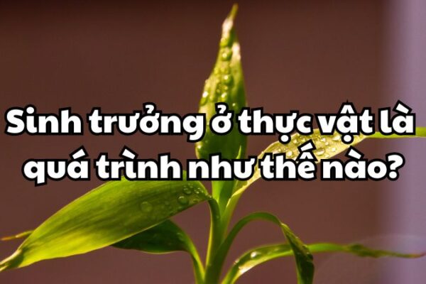 Sinh trưởng ở thực vật là quá trình