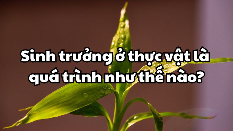 Sinh trưởng ở thực vật là quá trình
