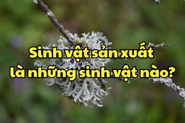 Sinh vật sản xuất là những sinh vật nào?