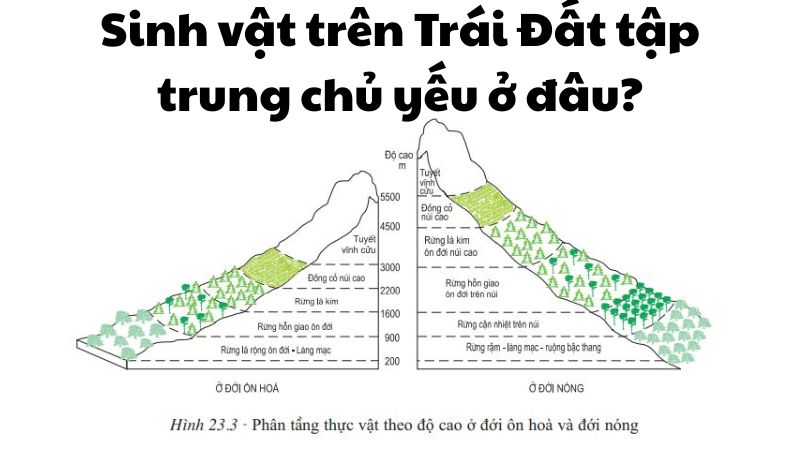 Sinh vật trên Trái Đất tập trung chủ yếu ở đâu?