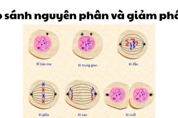 So sánh nguyên phân và giảm phân