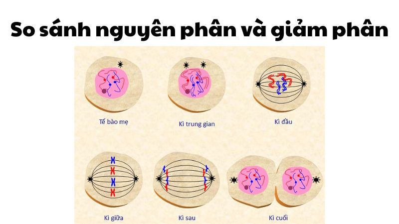 So sánh nguyên phân và giảm phân