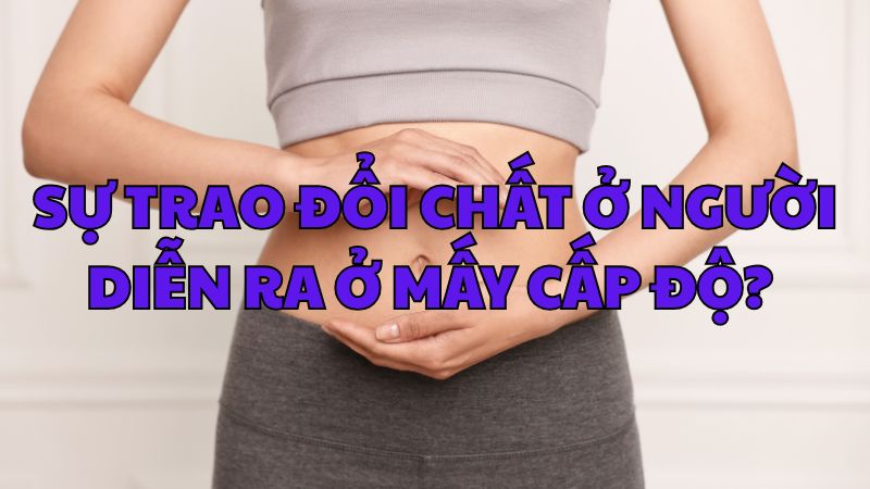Sự trao đổi chất ở người diễn ra ở mấy cấp độ?