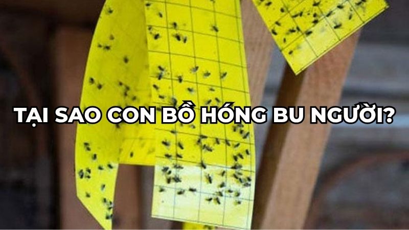 Tại sao con bồ hóng bu người?