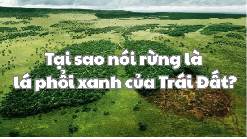 Tại sao nói rừng là lá phổi xanh của Trái Đất?