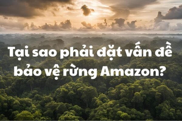 Tại sao phải đặt vấn đề bảo vệ rừng Amazon?