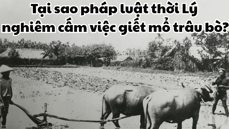 Tại sao pháp luật thời Lý nghiêm cấm việc giết mổ trâu bò?