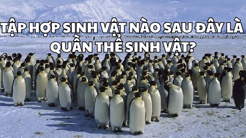 Tập hợp sinh vật nào sau đây là quần thể sinh vật?