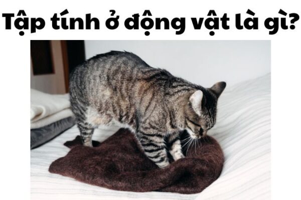 Tập tính ở động vật là gì?