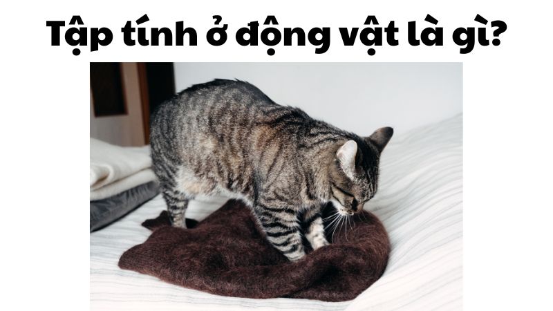Tập tính ở động vật là gì?