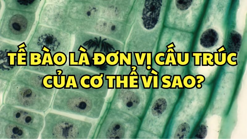 Tế bào là đơn vị cấu trúc của cơ thể vì sao?