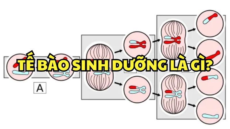 Tế bào sinh dưỡng là gì?