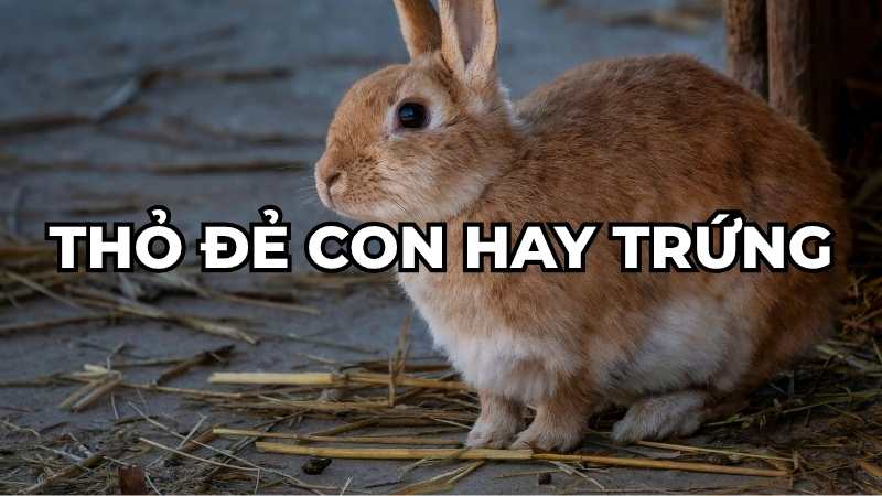 Thỏ đẻ con hay trứng?