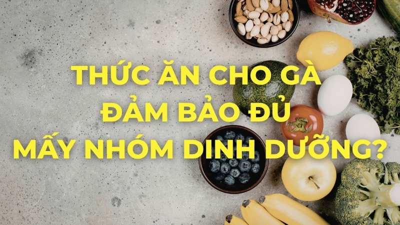 Thức ăn cho gà đảm bảo đủ mấy nhóm dinh dưỡng?