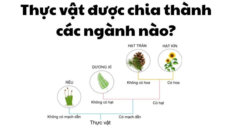 Thực vật được chia thành các ngành nào?