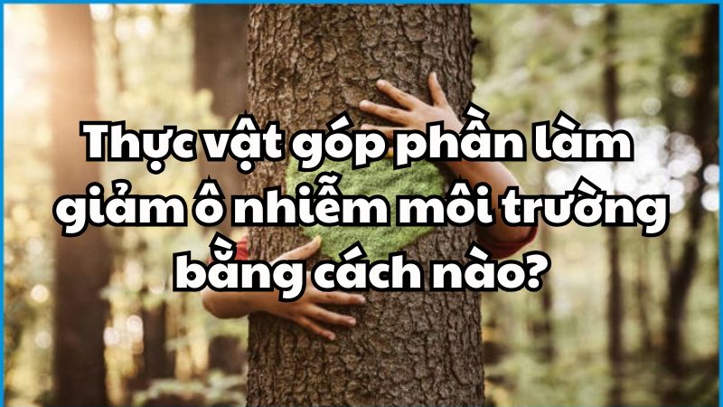 Thực vật góp phần làm giảm ô nhiễm môi trường bằng cách nào?