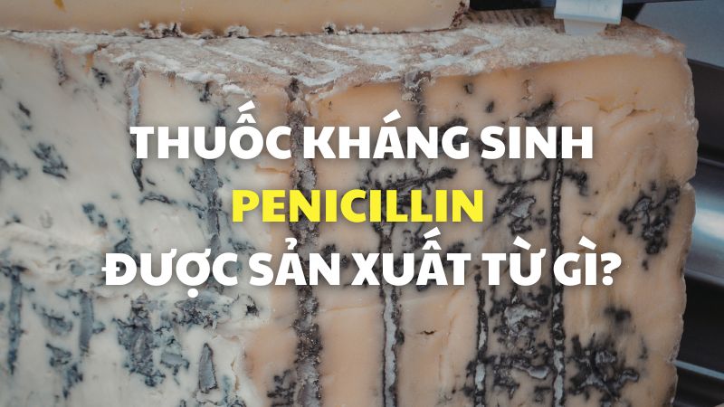 Thuốc kháng sinh penicillin được sản xuất từ gì?