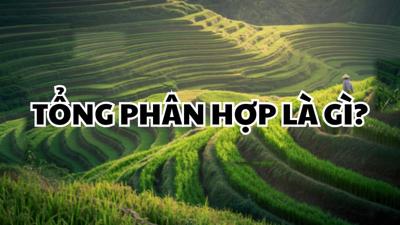 Tổng phân hợp là gì?