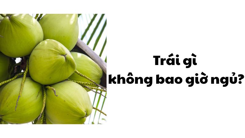 Trái gì không bao giờ ngủ
