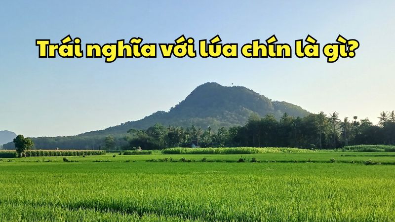 Trái nghĩa với lúa chín là gì?