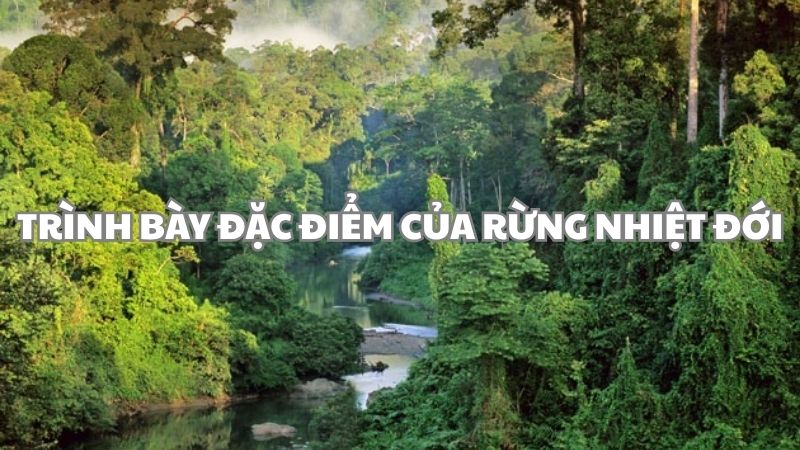 Trình bày đặc điểm của rừng nhiệt đới