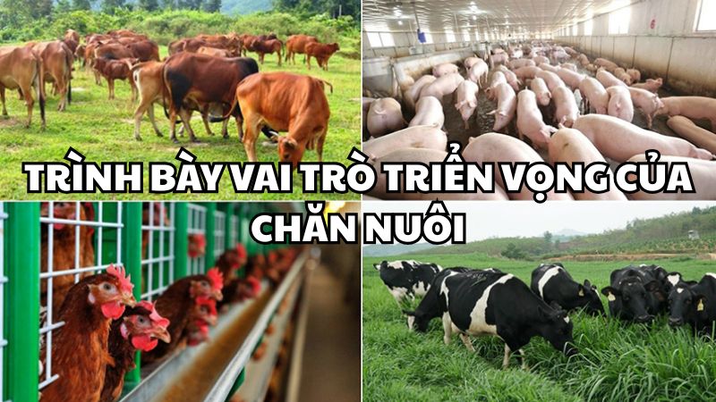 Trình bày vai trò triển vọng của chăn nuôi