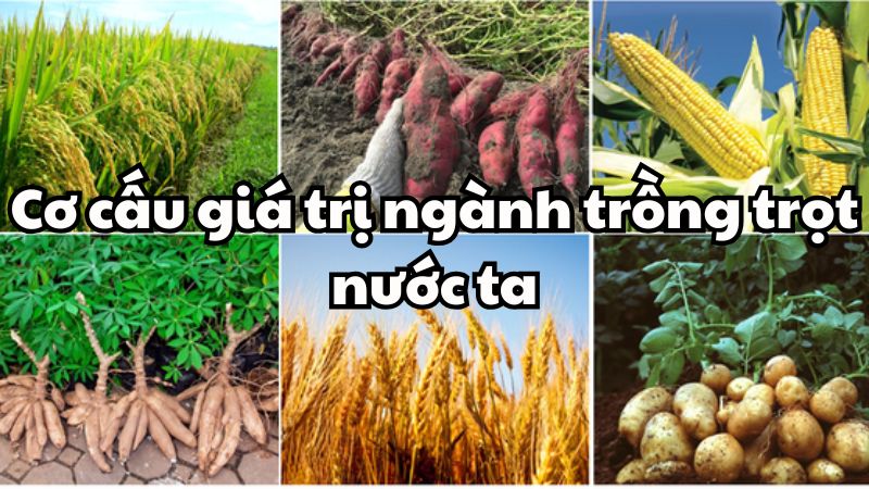 Cơ cấu giá trị ngành trồng trọt nước ta