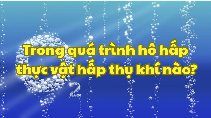 Trong quá trình hô hấp thực vật hấp thụ khí nào?