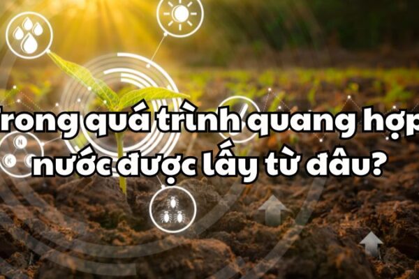 Trong quá trình quang hợp, nước được lấy từ đâu