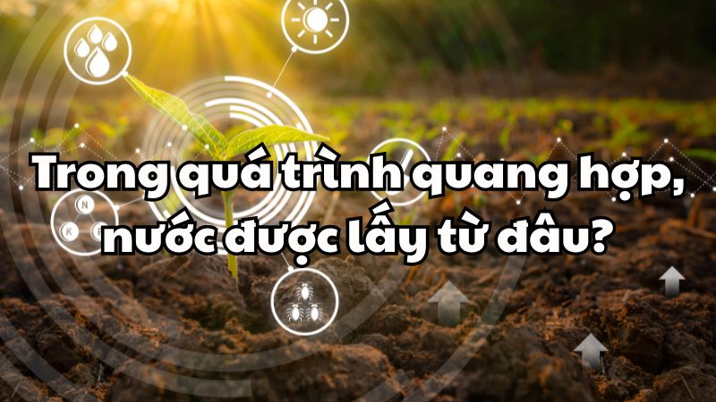 Trong quá trình quang hợp, nước được lấy từ đâu