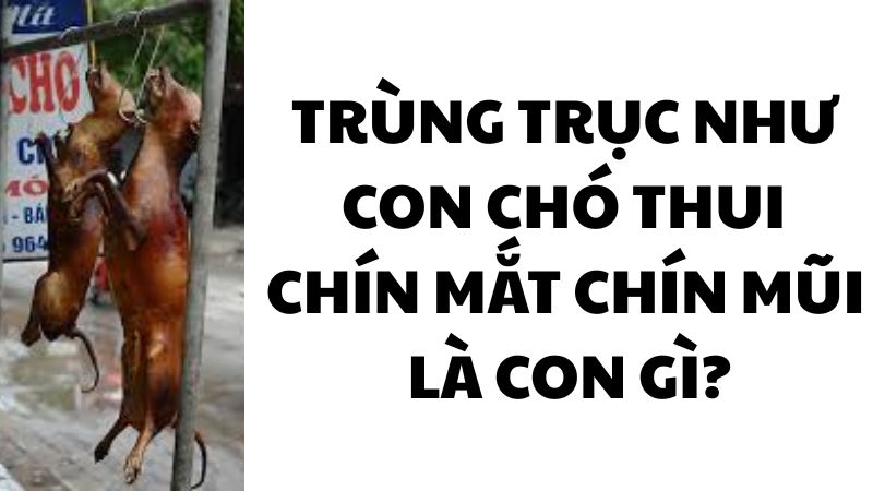 Trùng trục như con chó thui chín mắt chín mũi là con gì?