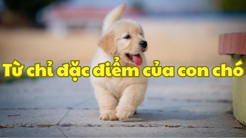 Từ chỉ đặc điểm của con chó