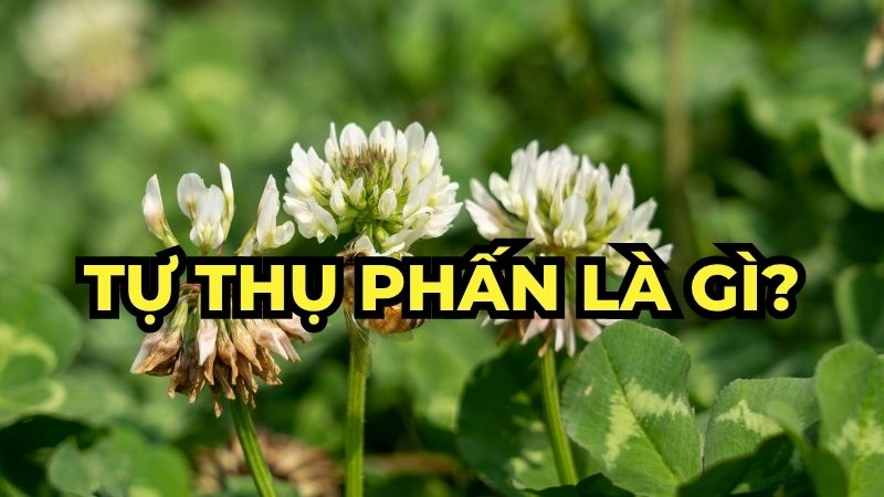 Tự thụ phấn là gì?