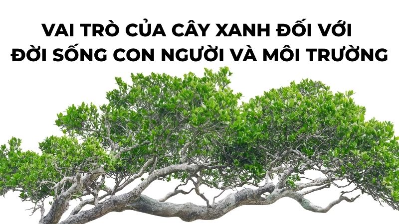 Vai trò của cây xanh đối với đời sống con người và môi trường