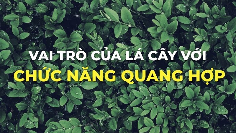 Vai trò của lá cây với chức năng quang hợp
