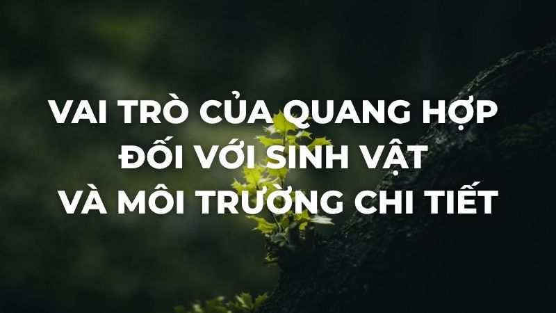 Vai trò của quang hợp
