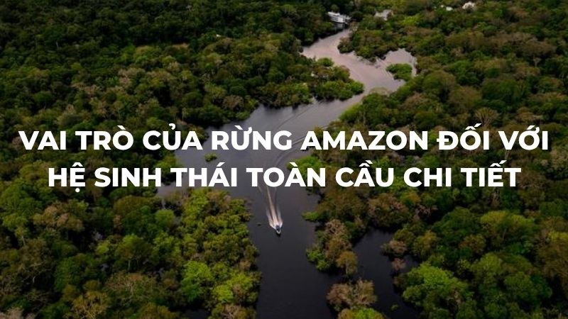 Vai trò của rừng Amazon