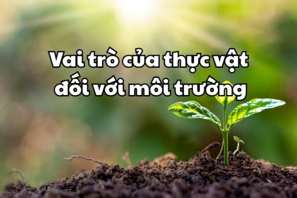 Vai trò của thực vật đối với môi trường