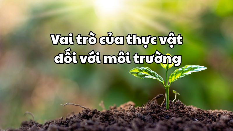 Vai trò của thực vật đối với môi trường
