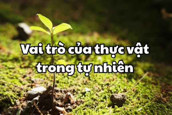 Vai trò của thực vật trong tự nhiên