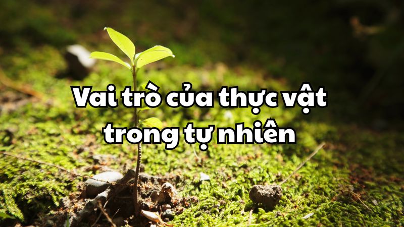 Vai trò của thực vật trong tự nhiên