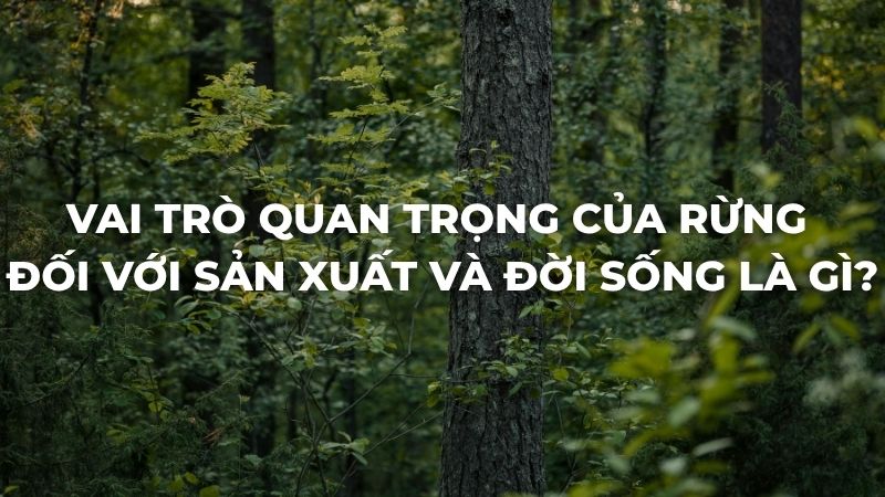 Vai trò quan trọng của rừng đối với sản xuất và đời sống là gì?