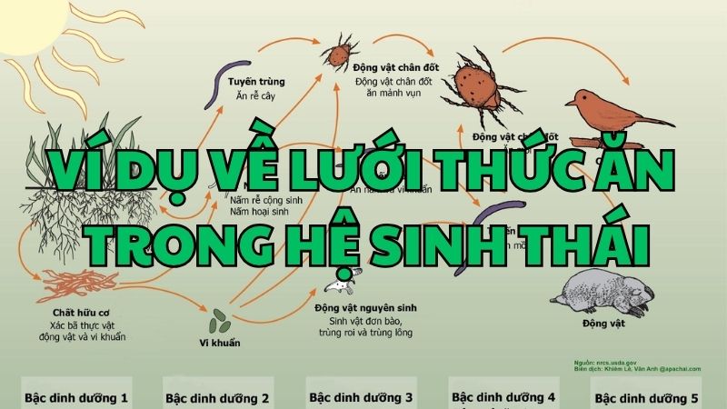 Ví dụ về lưới thức ăn