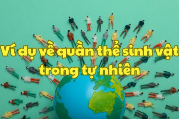 Ví dụ về quần thể sinh vật