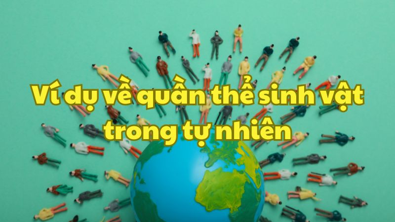 Ví dụ về quần thể sinh vật